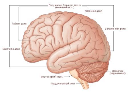 मस्तिष्क। मस्तिष्क के गोलार्ध