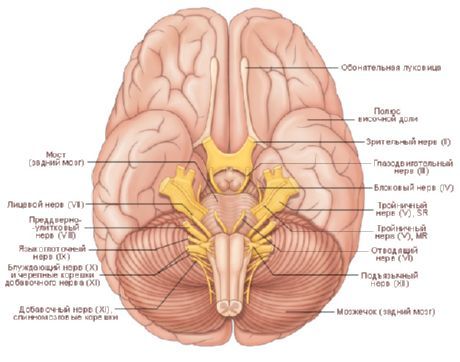 मस्तिष्क। मस्तिष्क की निचली सतह।